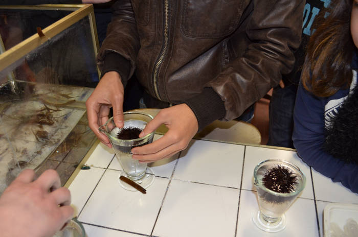 03_positionnement_des_oursins_avant_leur_injection