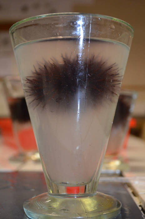 05_eau_de_mer_contenat_les_spermatozoi__des
