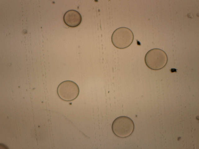 16_photo_d_ovules_sous_microscope